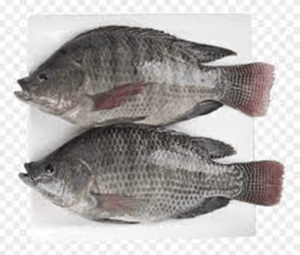 dried-and-fresh-tilapia